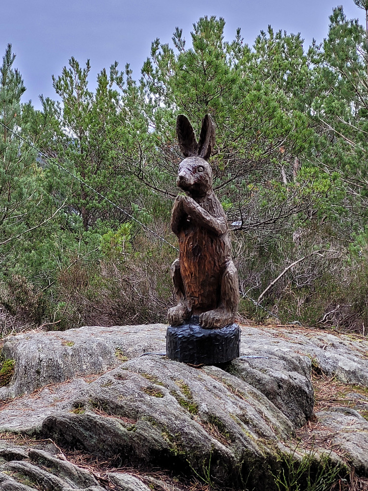 Harepus ved toppen av Ternhaugen.