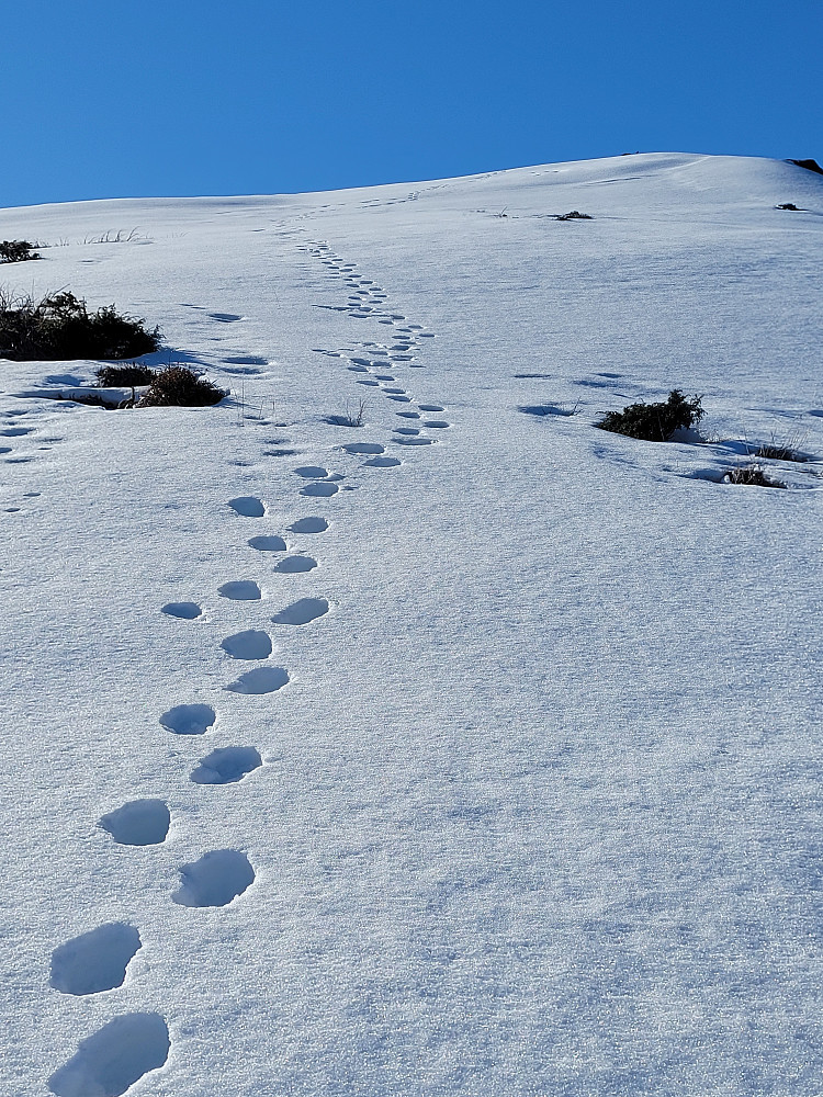 Fra oppstigning til Skåldalsfjellet fra Tunesfjellet. En person hadde gått foran meg. Hard snø å gå på.