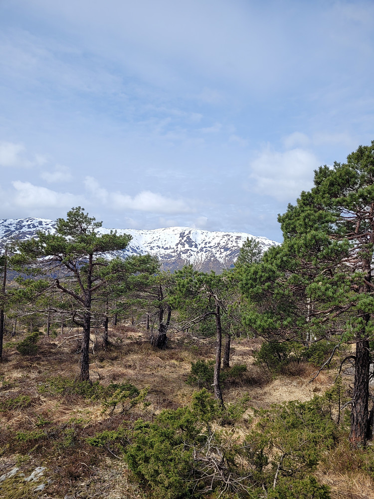 Utsikt fra toppen. Gullfjellet i bakgrunnen.