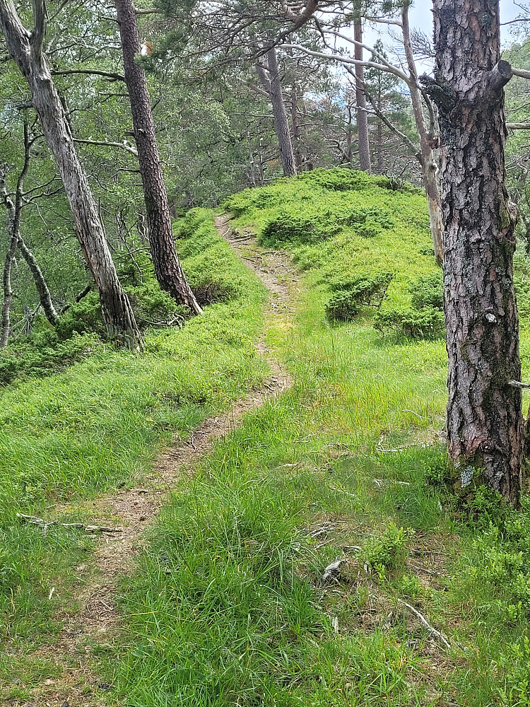 Fin sti hele veien over Augastadrygg.