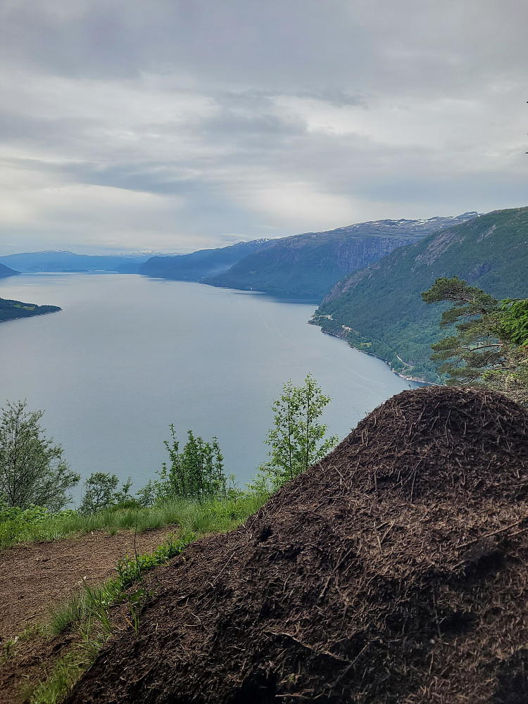 Hadde jeg vært maur, ville jeg også ha bosatt meg her.