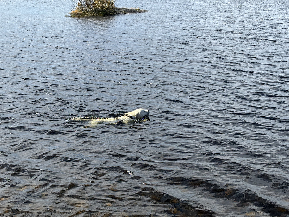 Bading ved Dambua, mens jeg spiste lunsj.