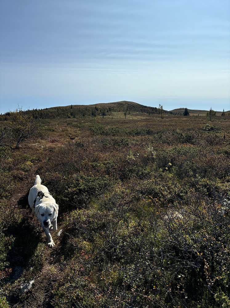 På vei opp Mossfjellet