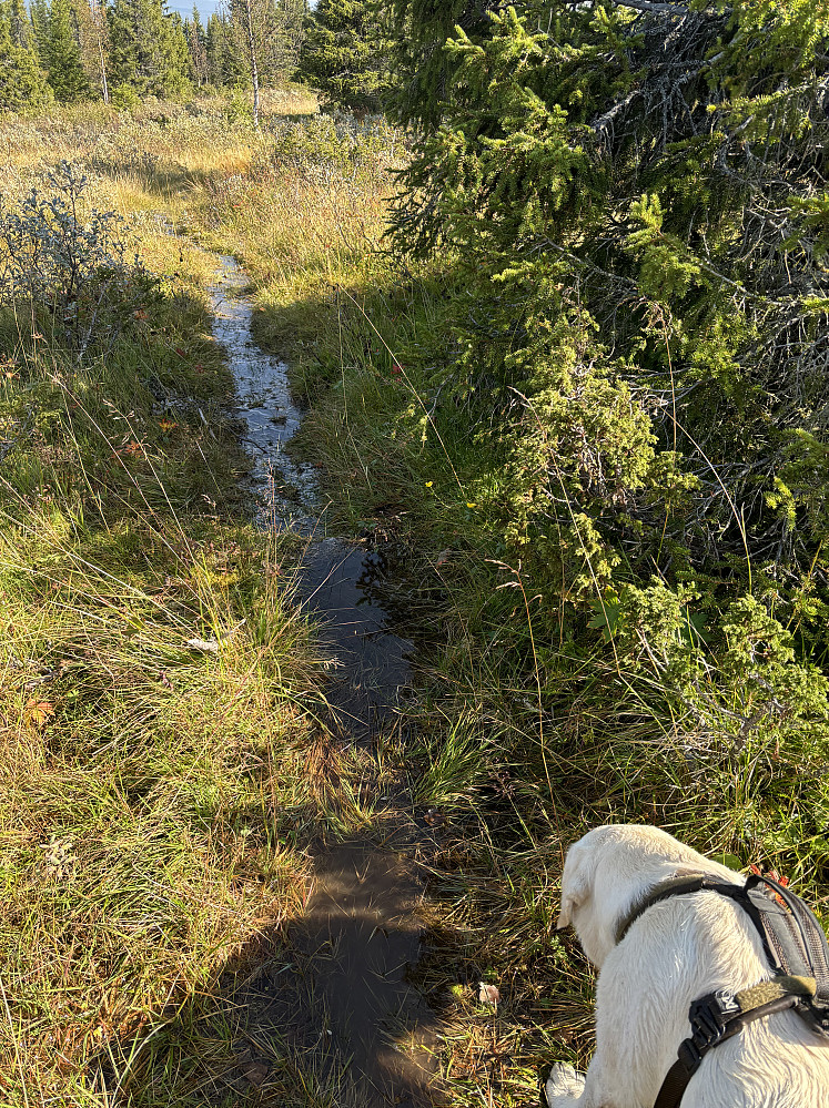 Bekk i stien.