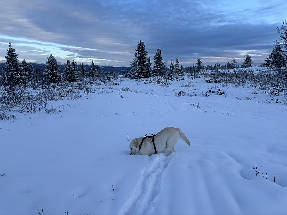 Storm liker snø