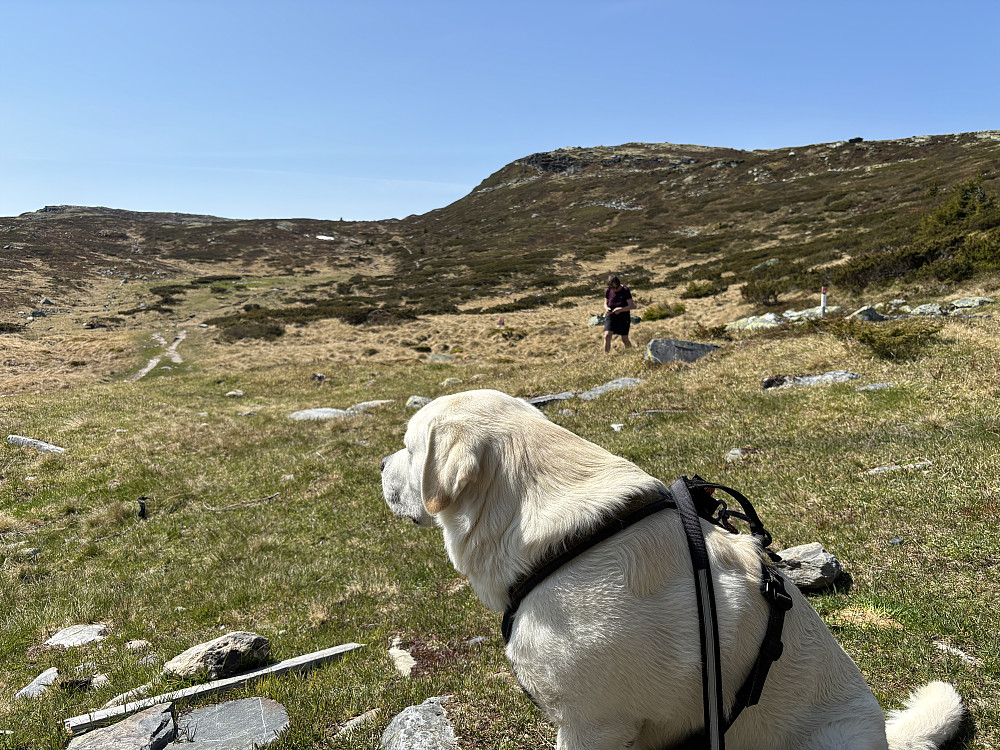 Skardbua mot Slagsfjellet