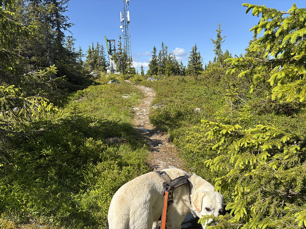 På Grøtåshaugen.