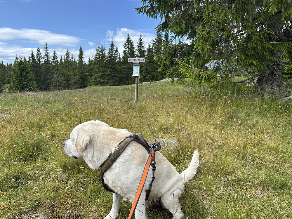 På Nysetra