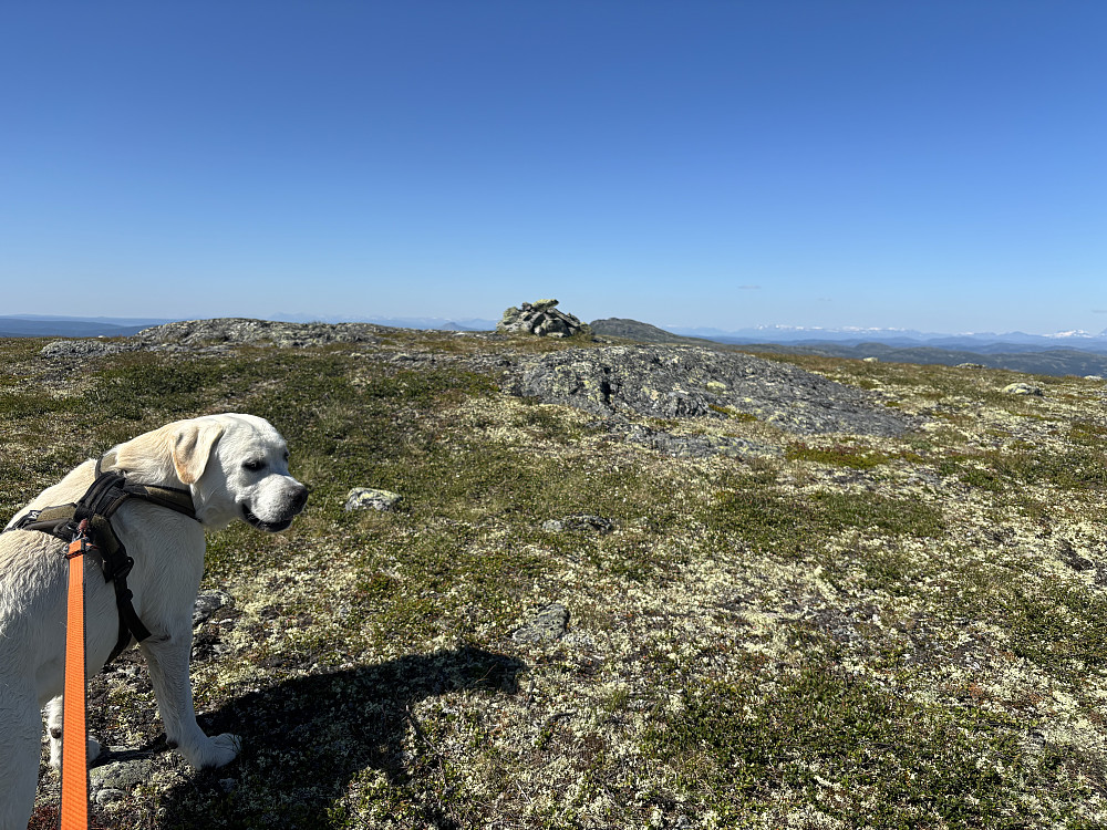 På Røssjøkollan mot Djuptjernkampen