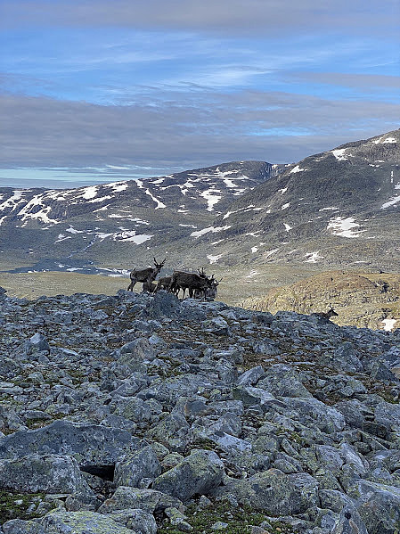 Trivelig og vakkert selskap ved Urdadøla på tur opp mot Semeltinden. 