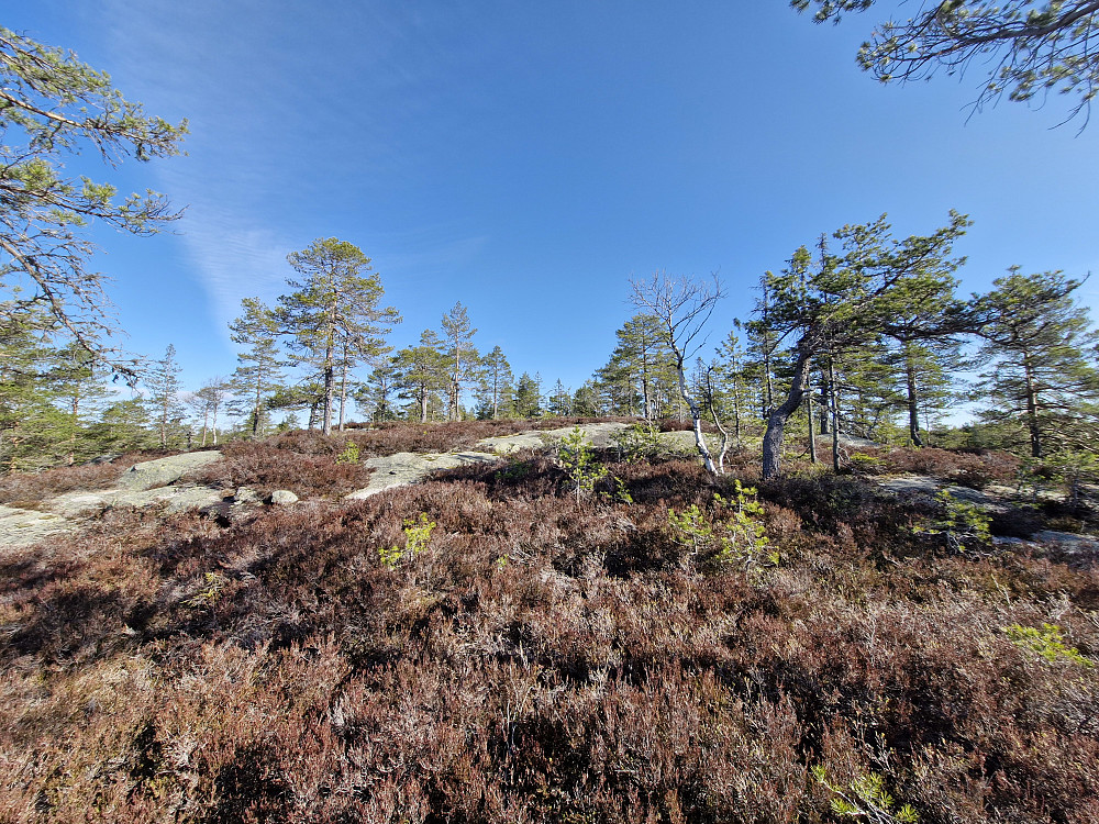 Snaukollen