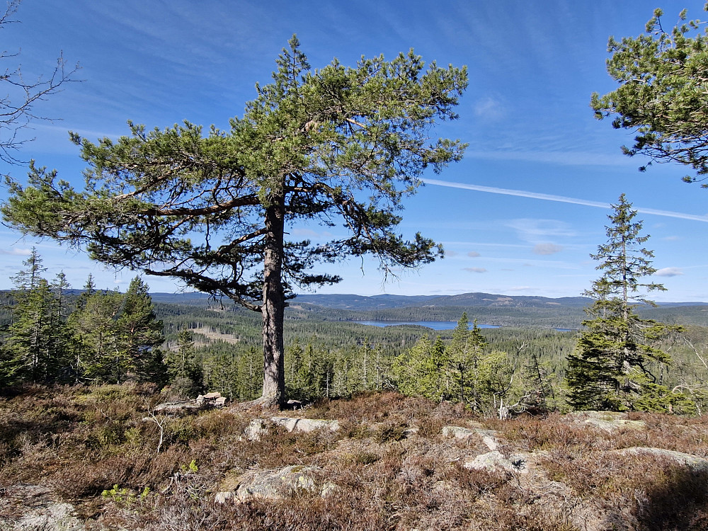 Fra Glotjernkollen utsiktspunkt mot Helgeren