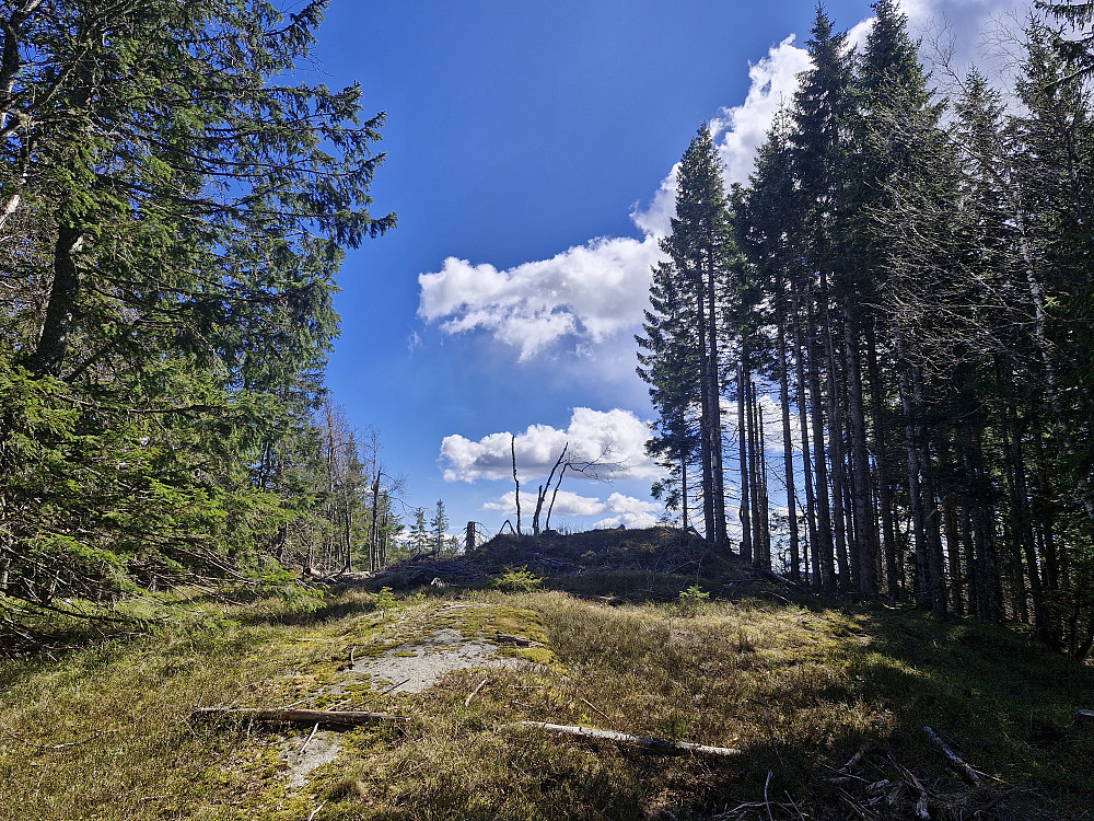 Branntjernhøgda trig pkt.