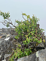 Erlingandreas_20230721_64ba8b70d8982.jpg
