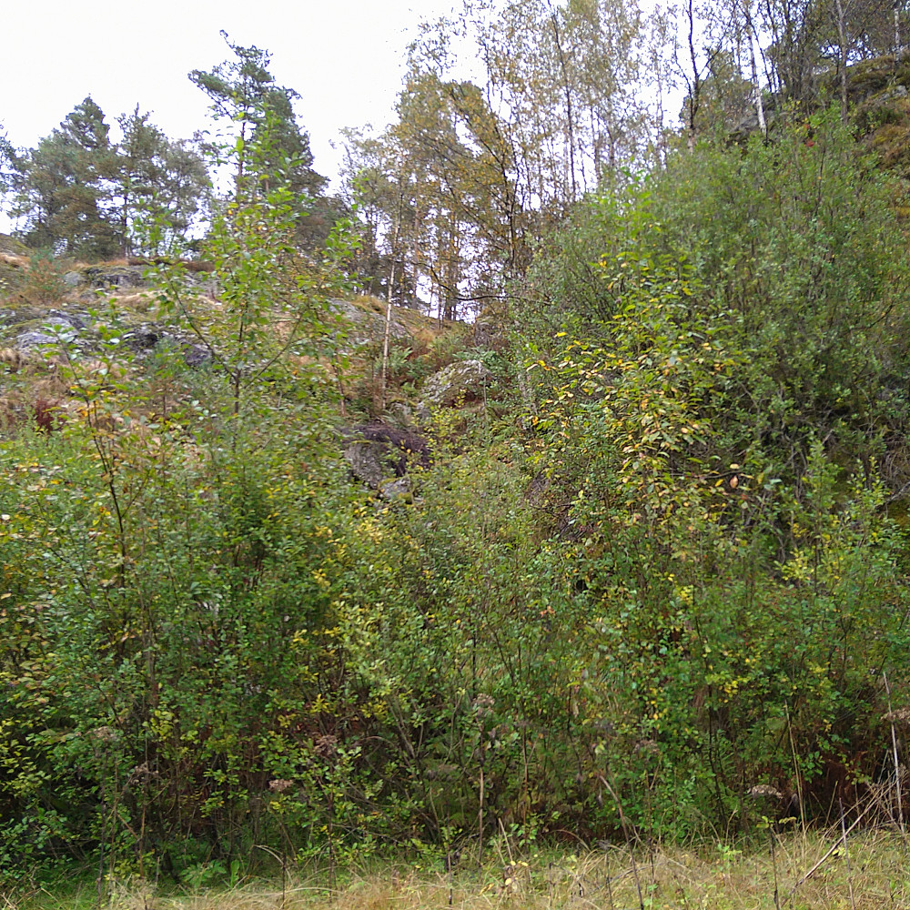 Gikk opp her, ulendt