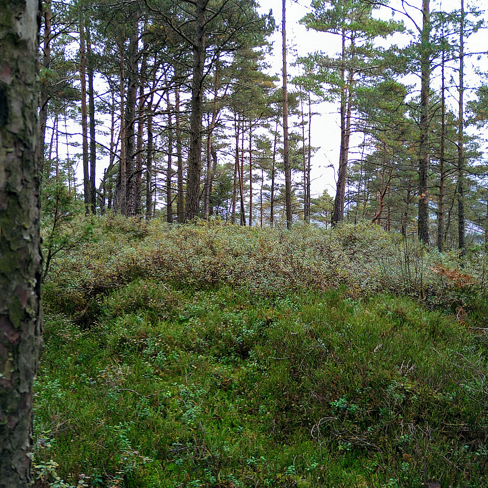 Dyråsen Vest