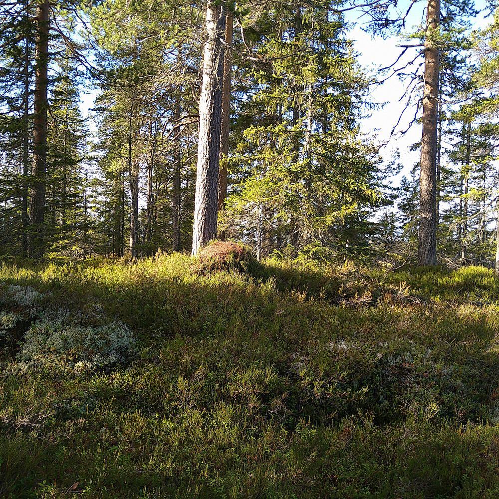 Tuvberget S.