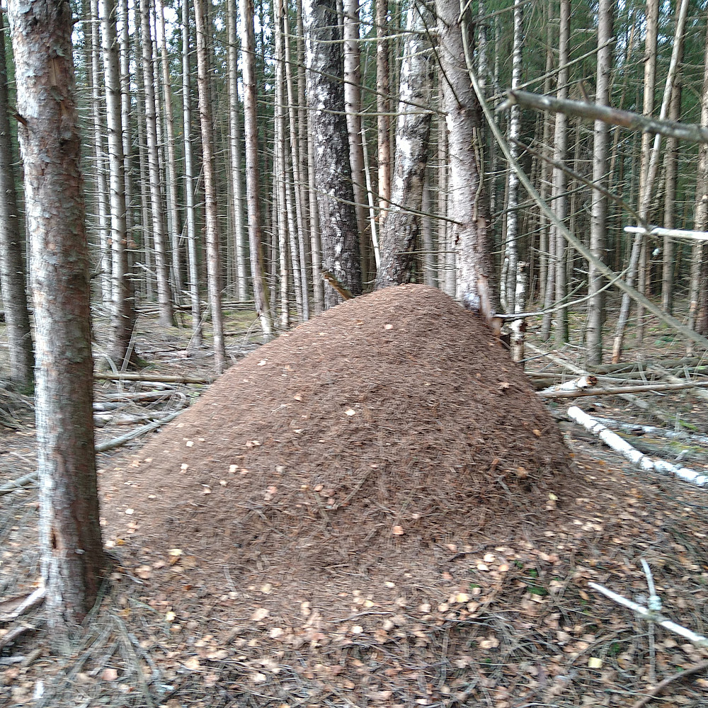 Digre mauertuer på Hamar