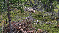 Rostro_20240701_66829feb4b916.jpg