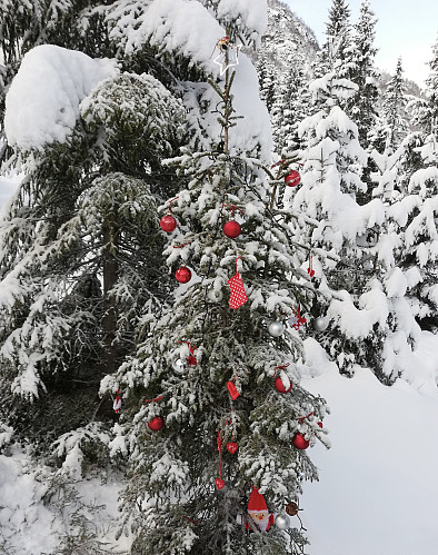 Pynting av juletre i skiløypa.