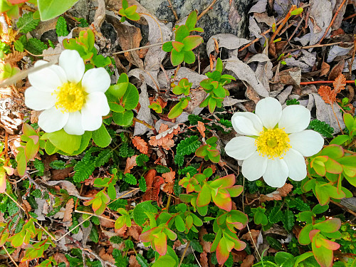 Reinrose. Nasjonalblomst til Island. 