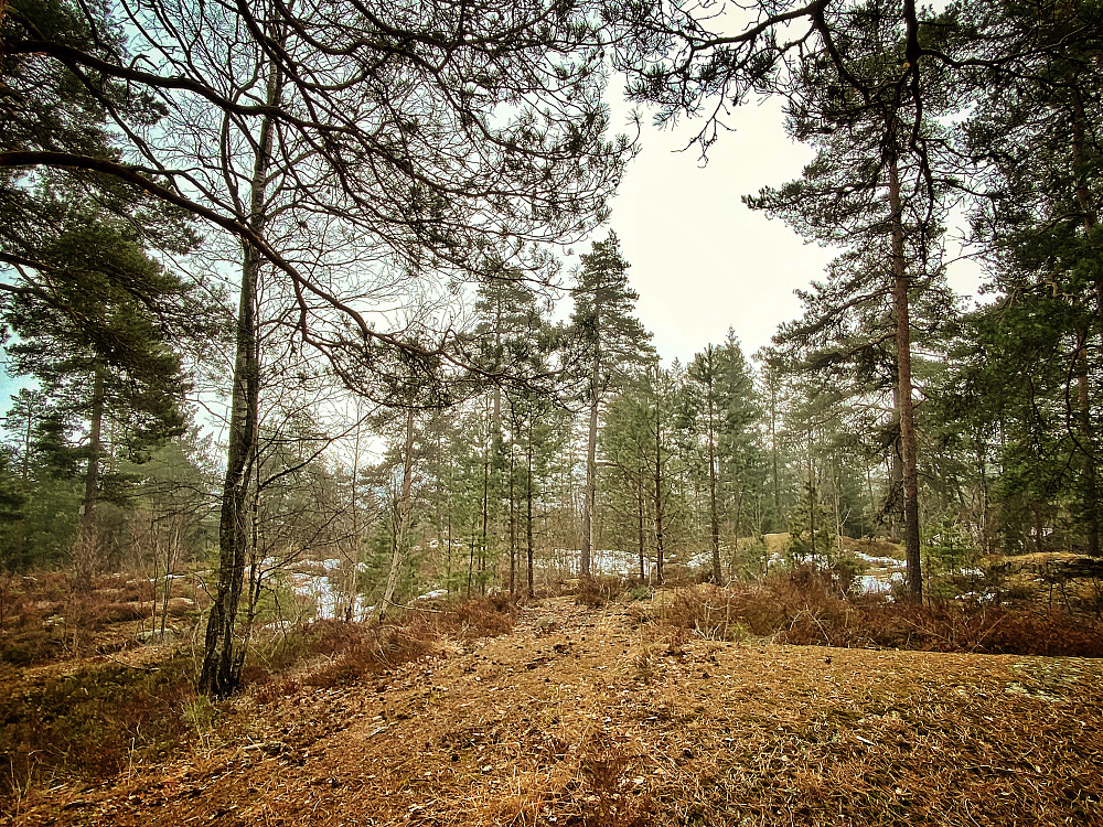 Bakås