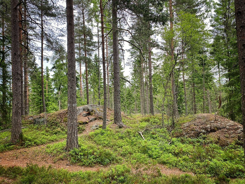 Tørrgranåsen