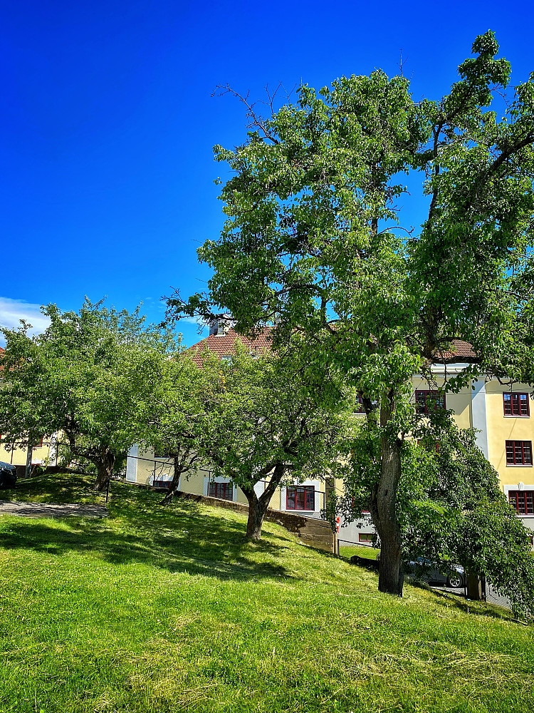 Holmehøgda