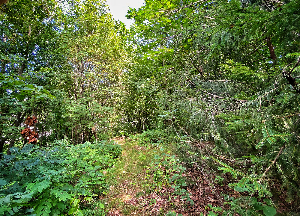 Rektorhaugen