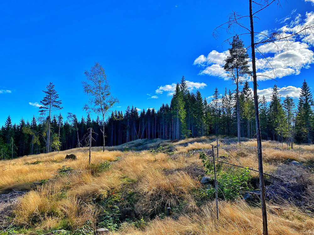 Høgfjellet
