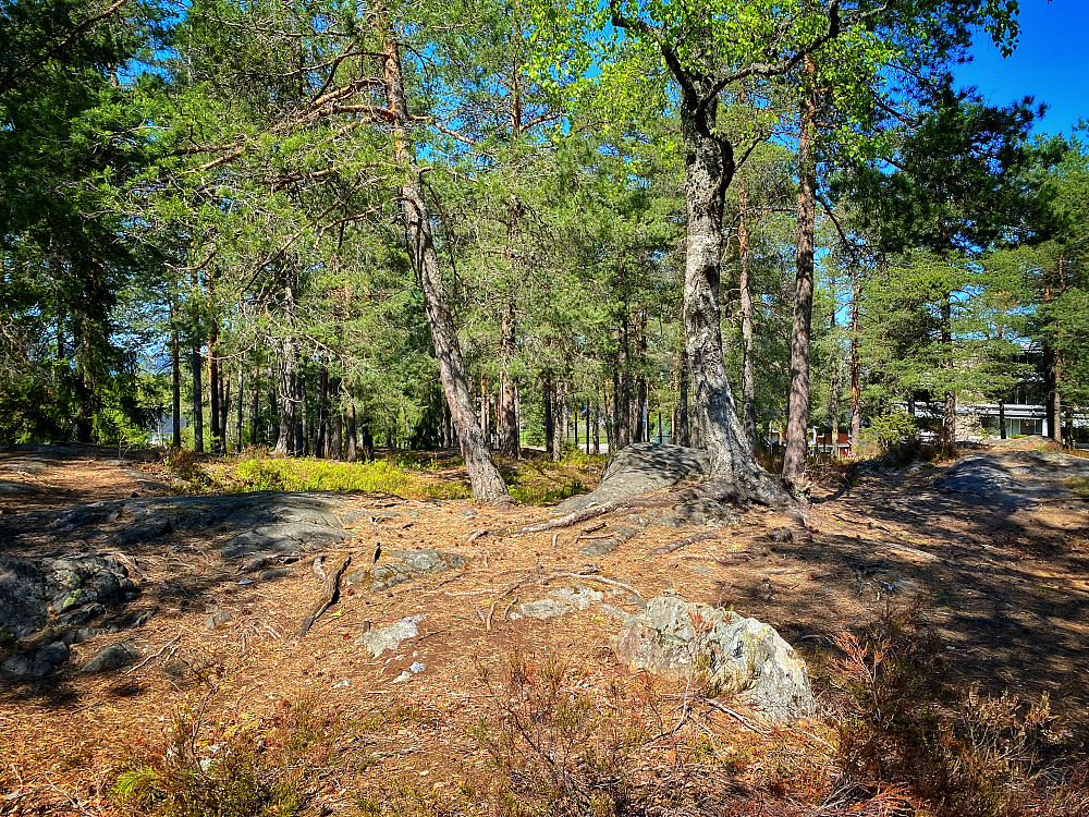 Åsheimtoppen