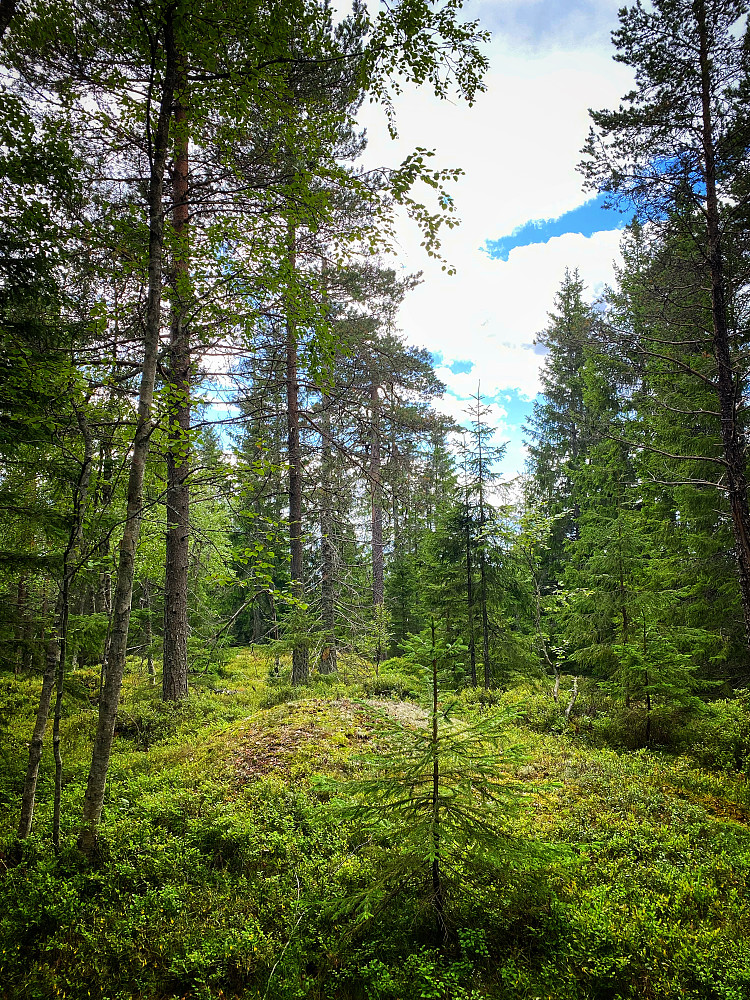 Grytlihøgda nord