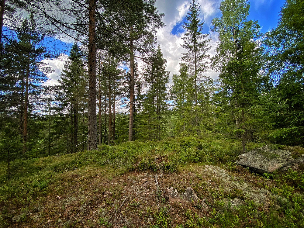 Fugleleiken