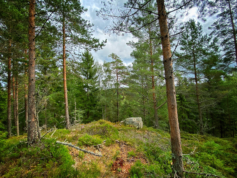 Dalbakkåsen