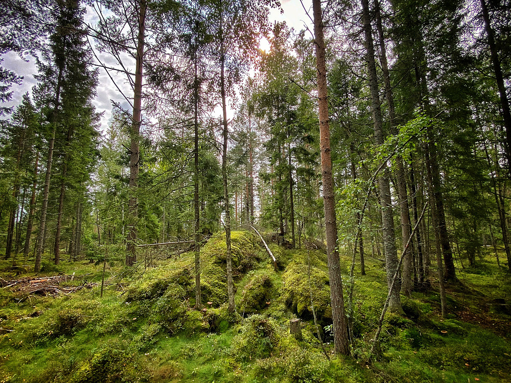 Bestemoråsen