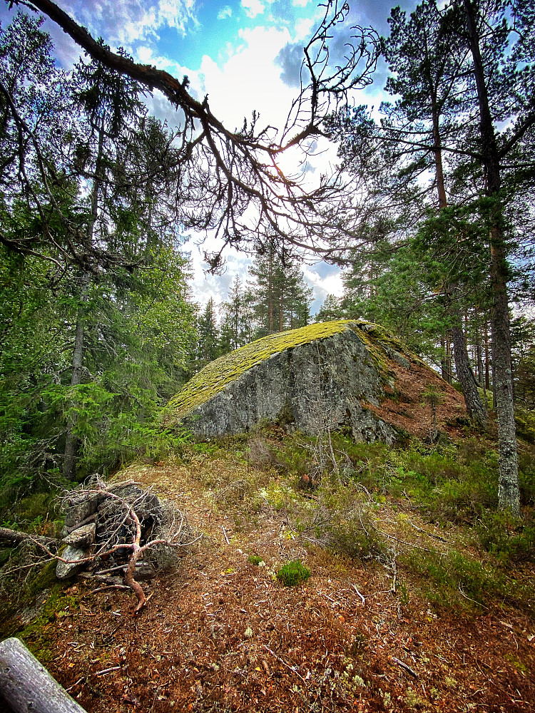 Kamphaugknatten