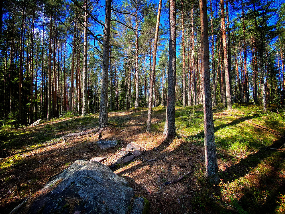 Kringlebekkhøgda