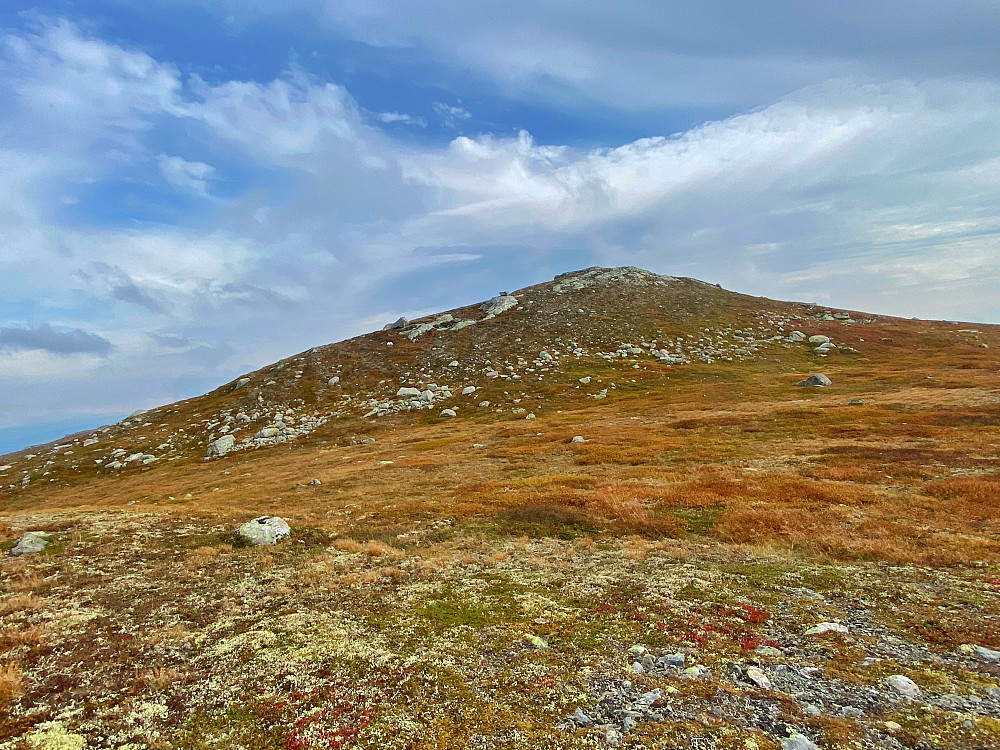 Storegrønut