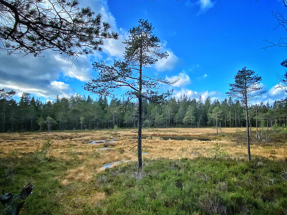 Holåsen - Holsmåsan