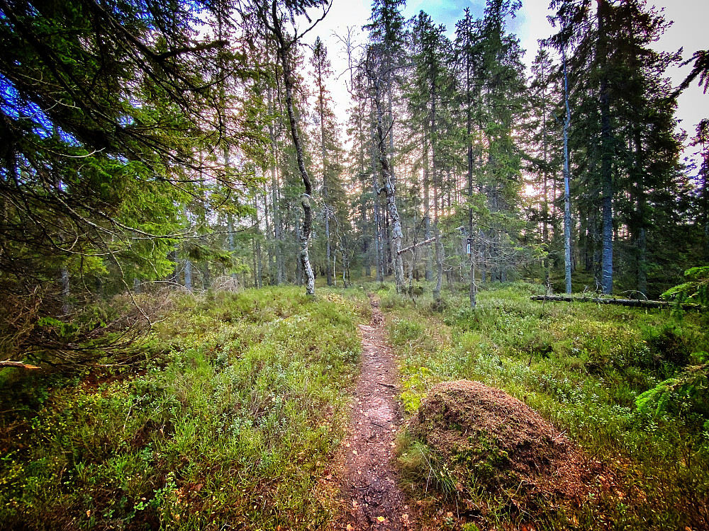 Holåsen