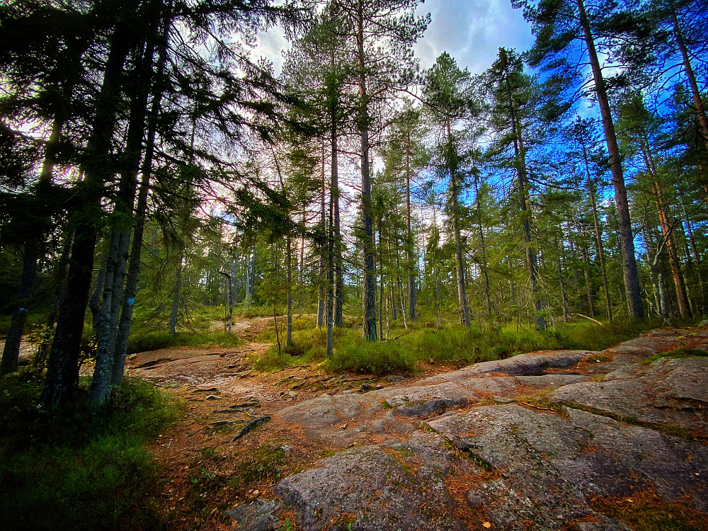 Kjustjernskollen