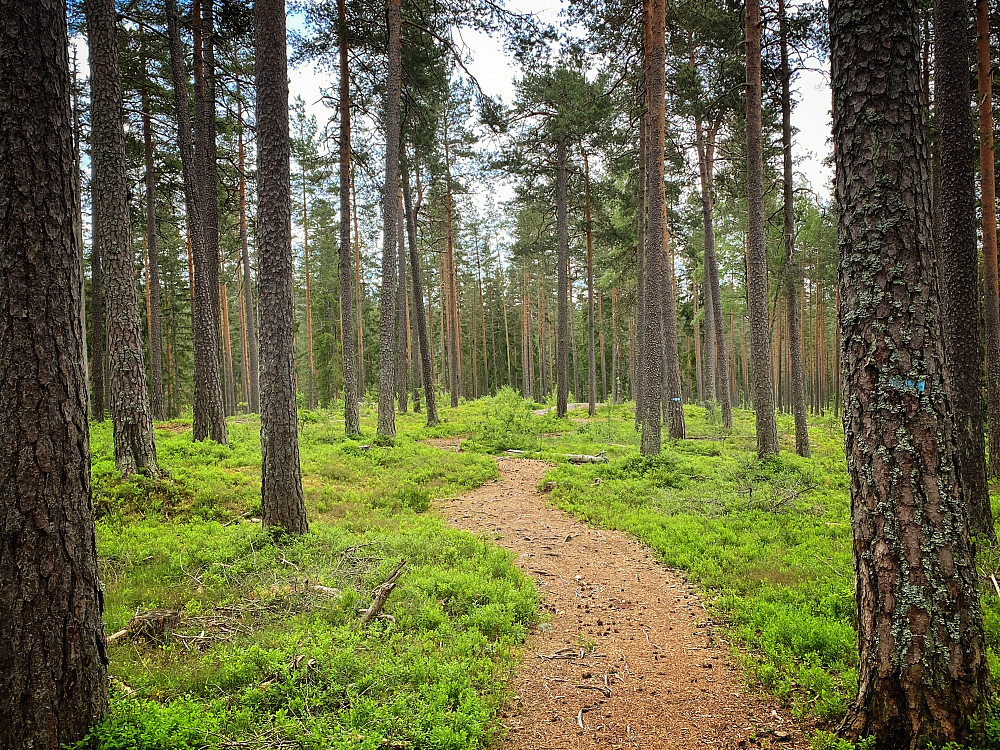 Sandermosåsen