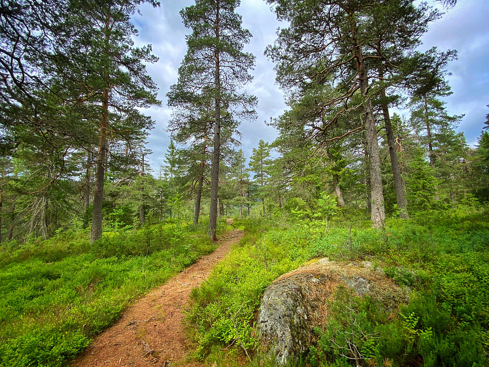Ringiåsen
