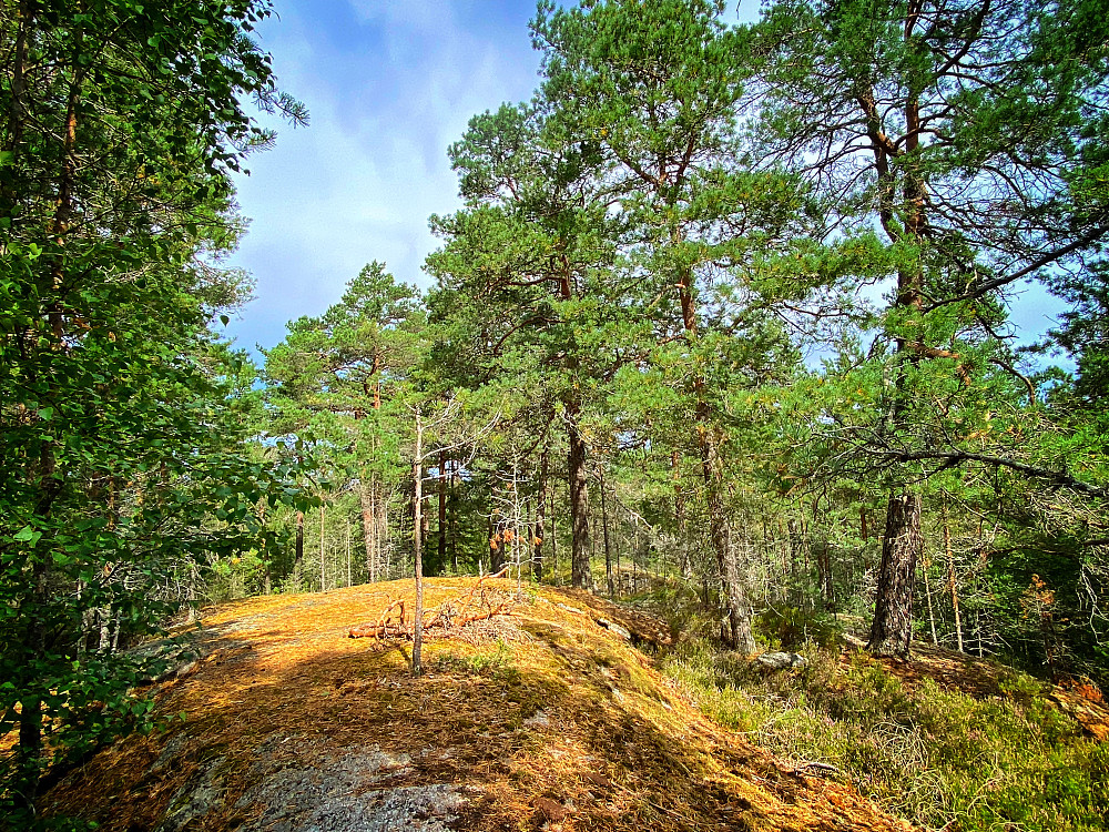 Rundtjernhaugen