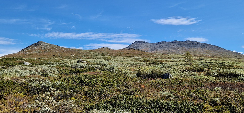 Frodig natur tidleg på turen. Harahorn til høgre.