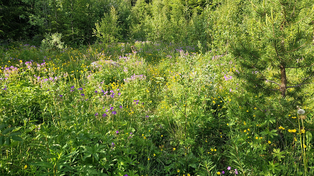 Flott blomster-eng midt i stien.