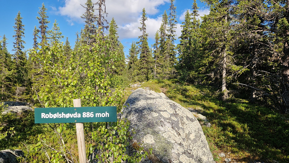 Toppen er 10 meter forbi steinen, midt i ei furu.
