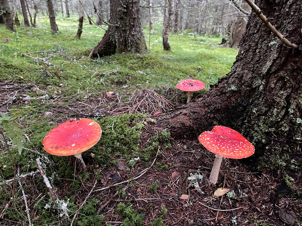 Skummel sopp i skogen..