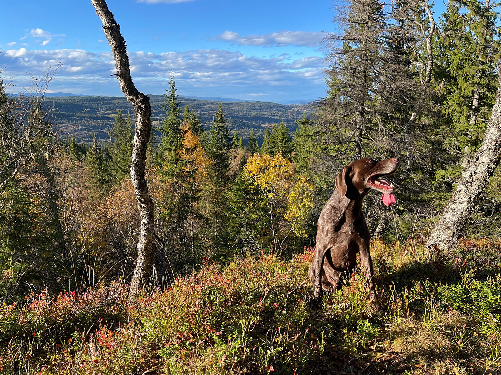Varmt å være løshund..