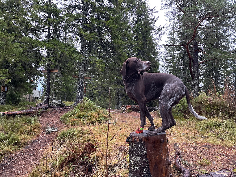 Ned i bare en potesokk nå.